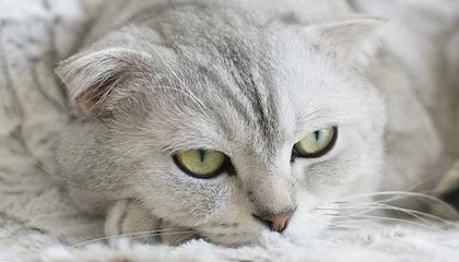 爱游戏app-北京国安主场观众热情高涨，北京国安 主场